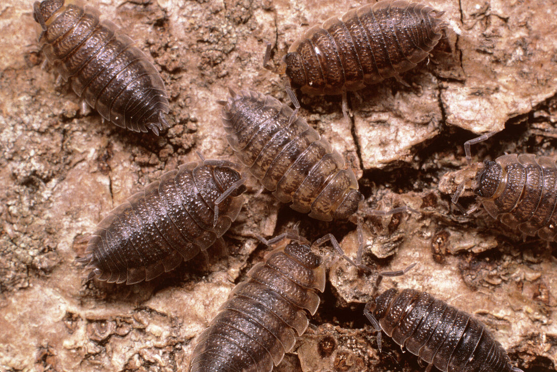 A group of woodlice
