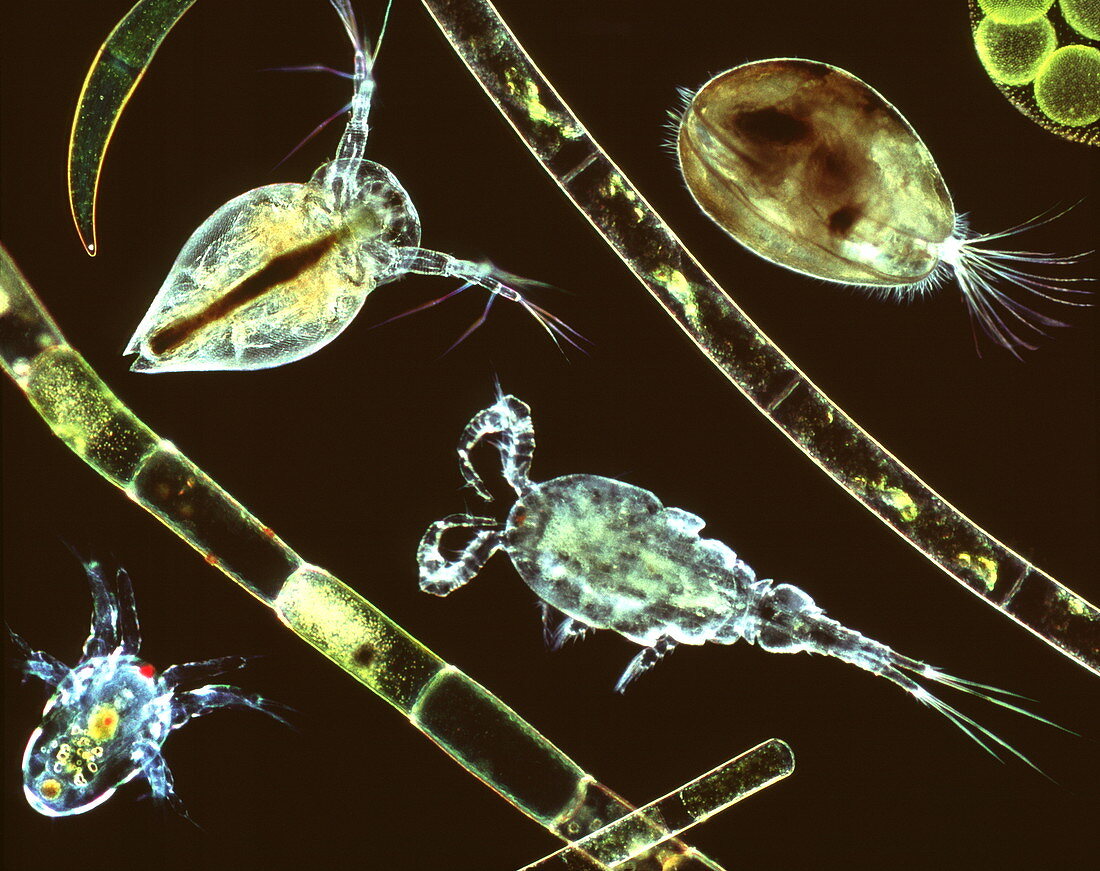 Aquatic crustaceans,light micrograph