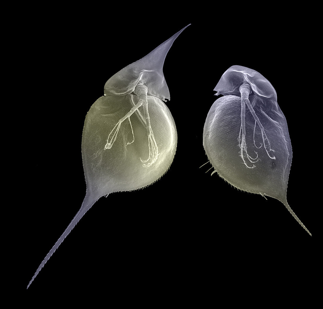 Water flea morphs,SEM