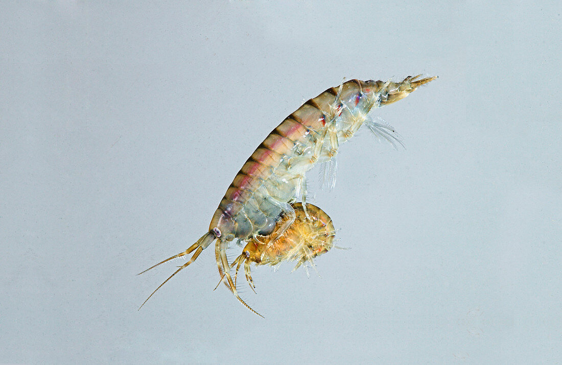 Brackish water shrimp