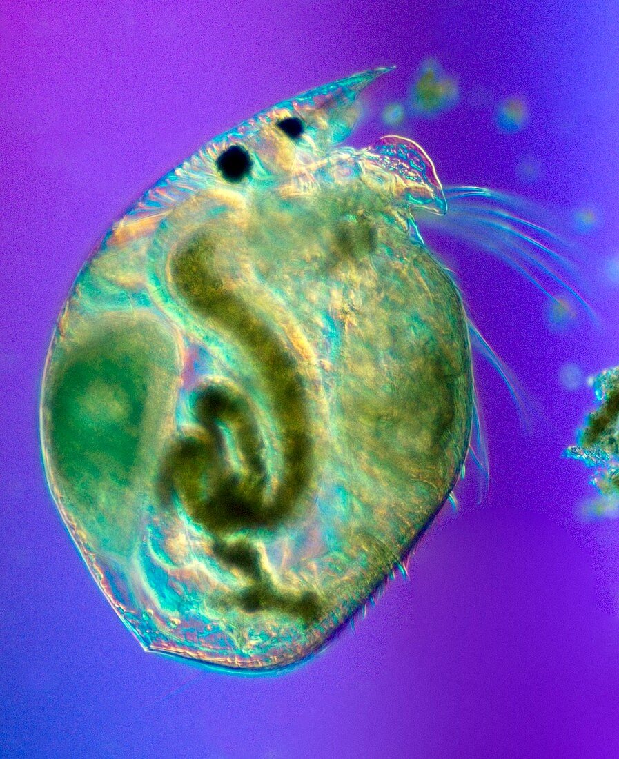 Cypris ostracod swimming
