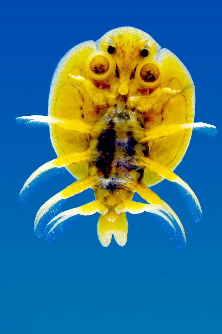Crustacean parasite,light micrograph
