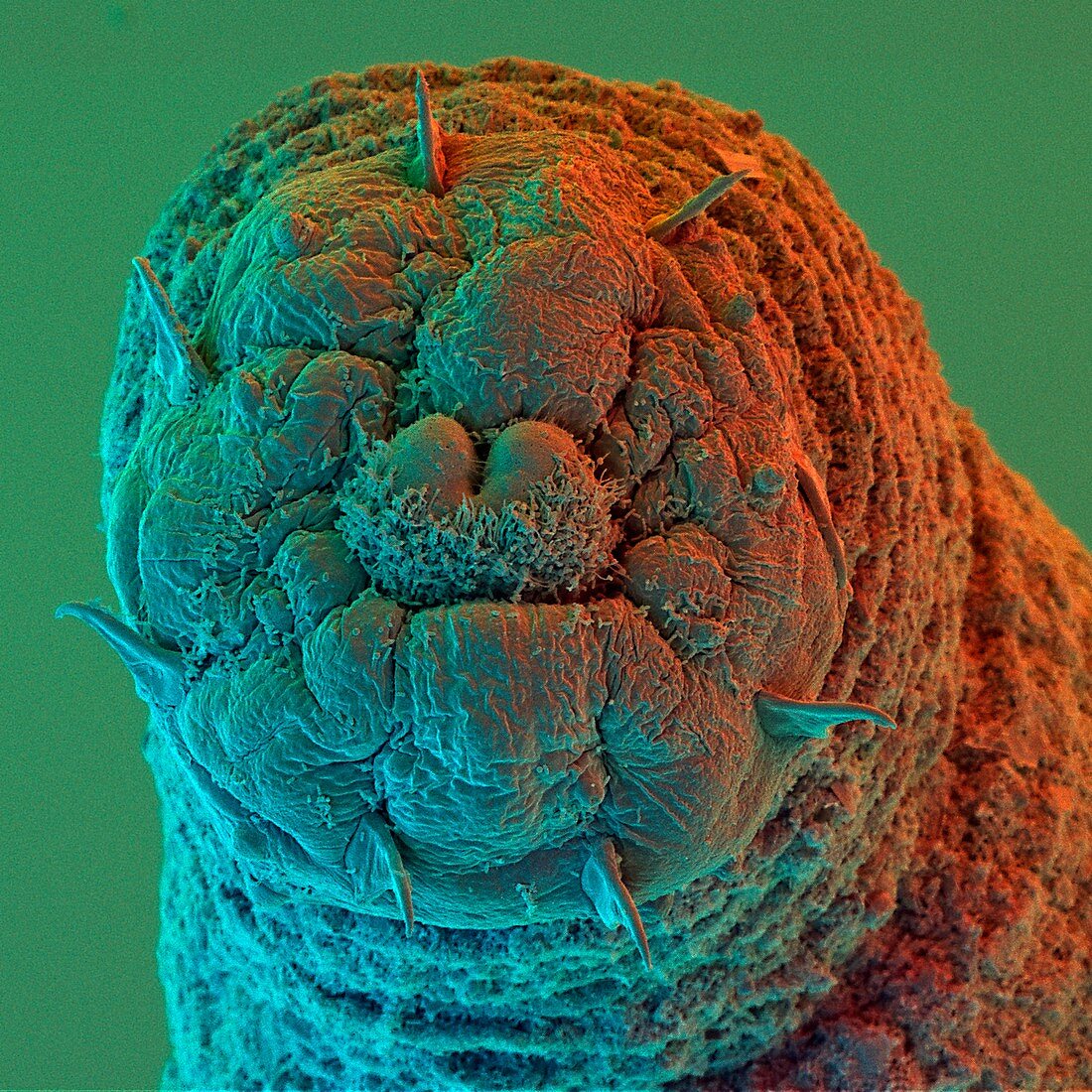 Colour SEM of mouth of a Sipunculid peanut worm