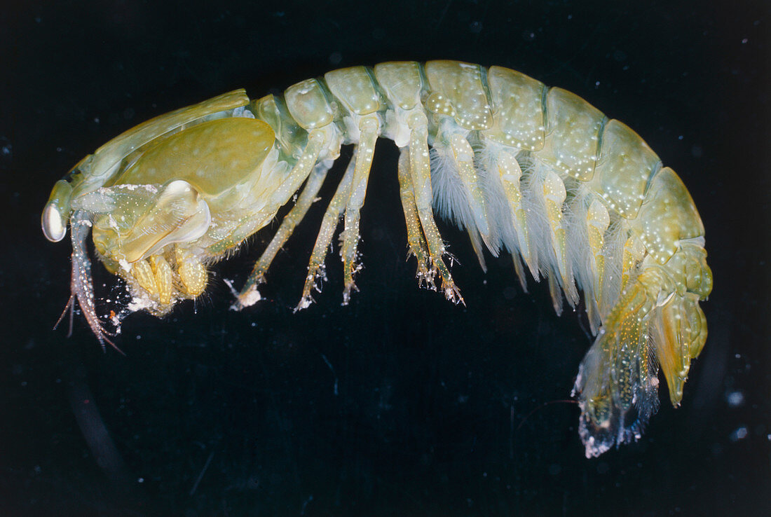 A stomatopod or mantis shrimp