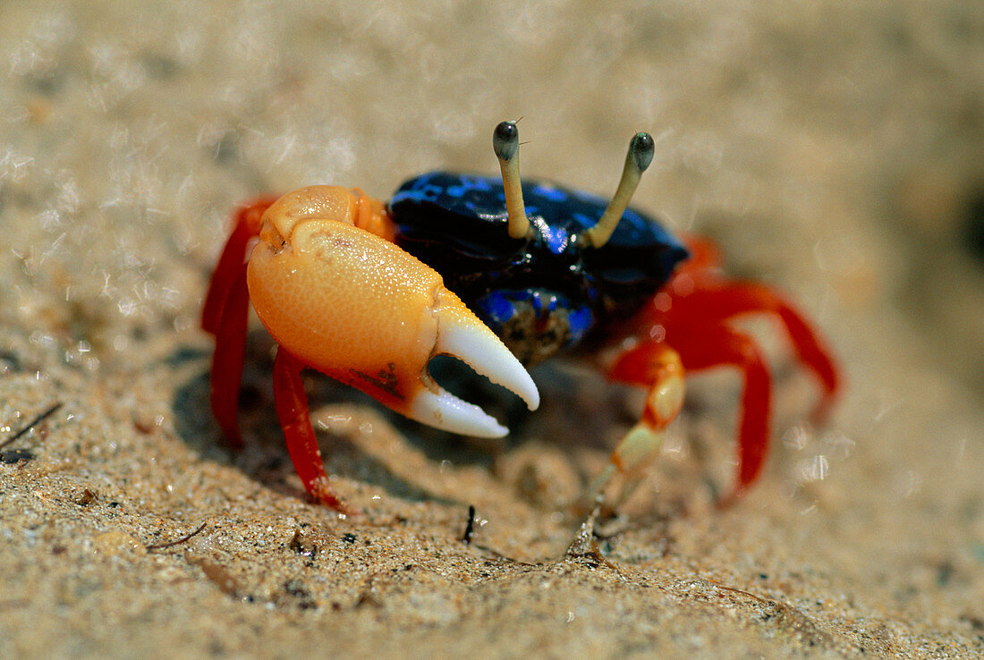Male fiddler crab