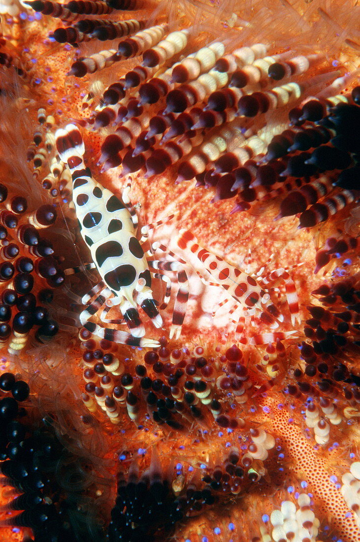 Coleman's shrimp on a sea urchin
