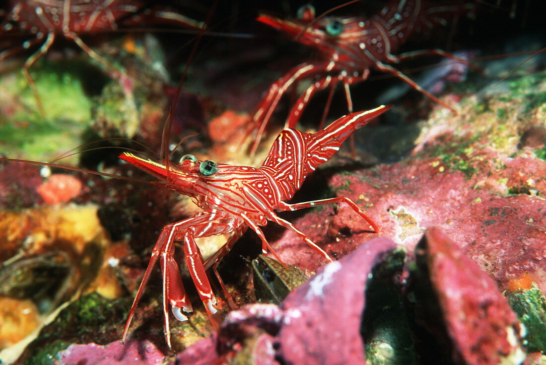 Durban hingebeak shrimps