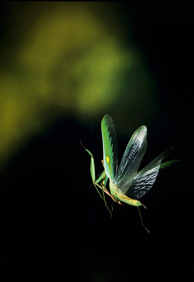 High-speed photo of a mantis in flight