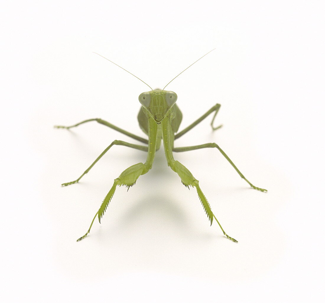 Mantis