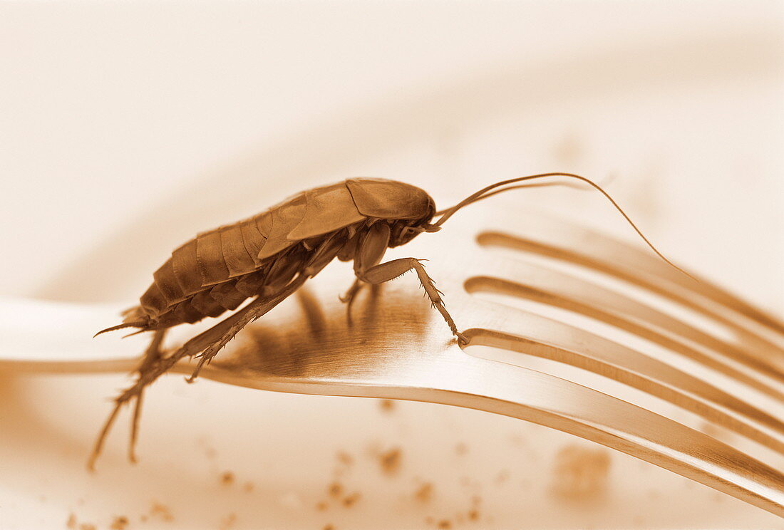 Cockroach on fork