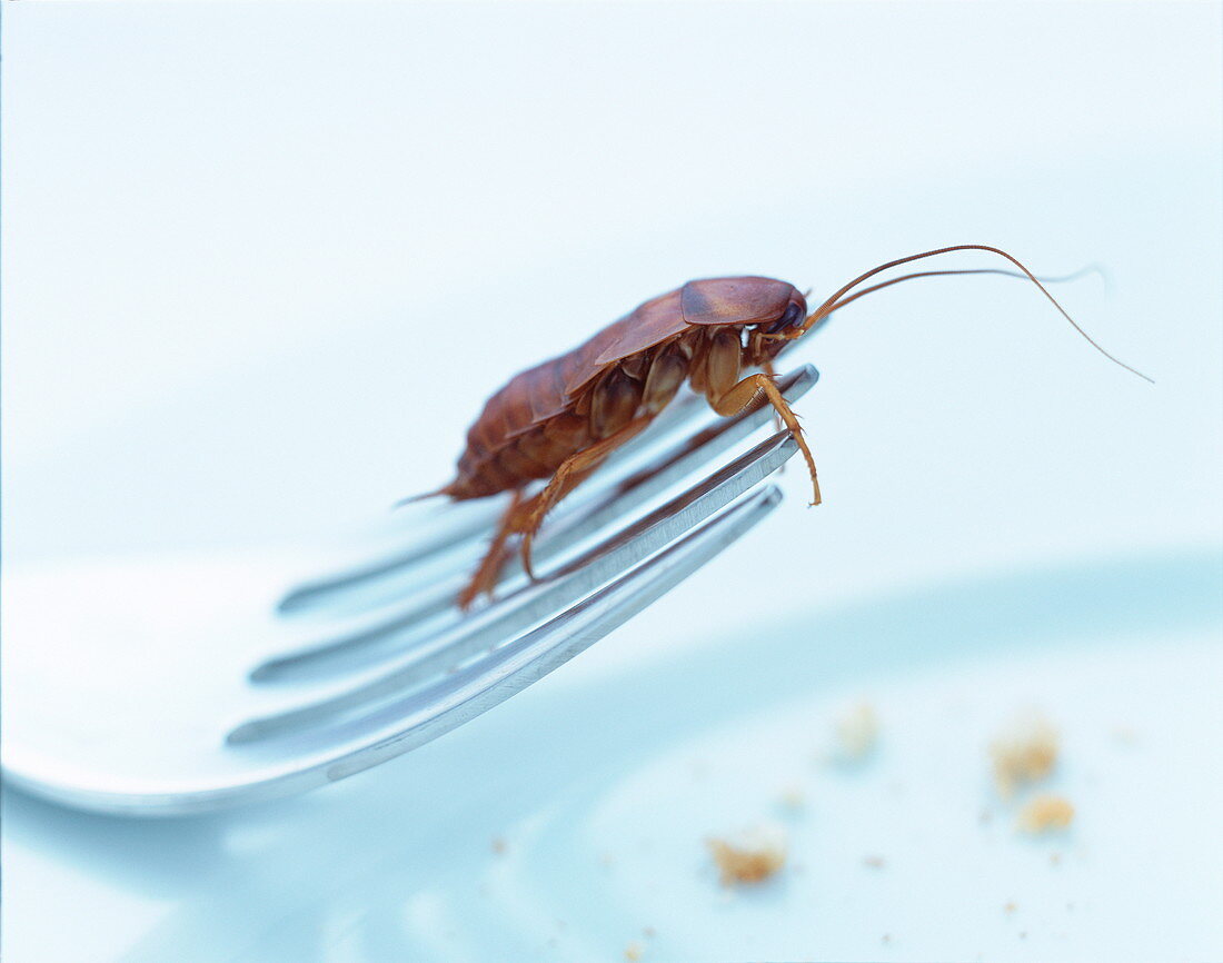 Cockroach on fork