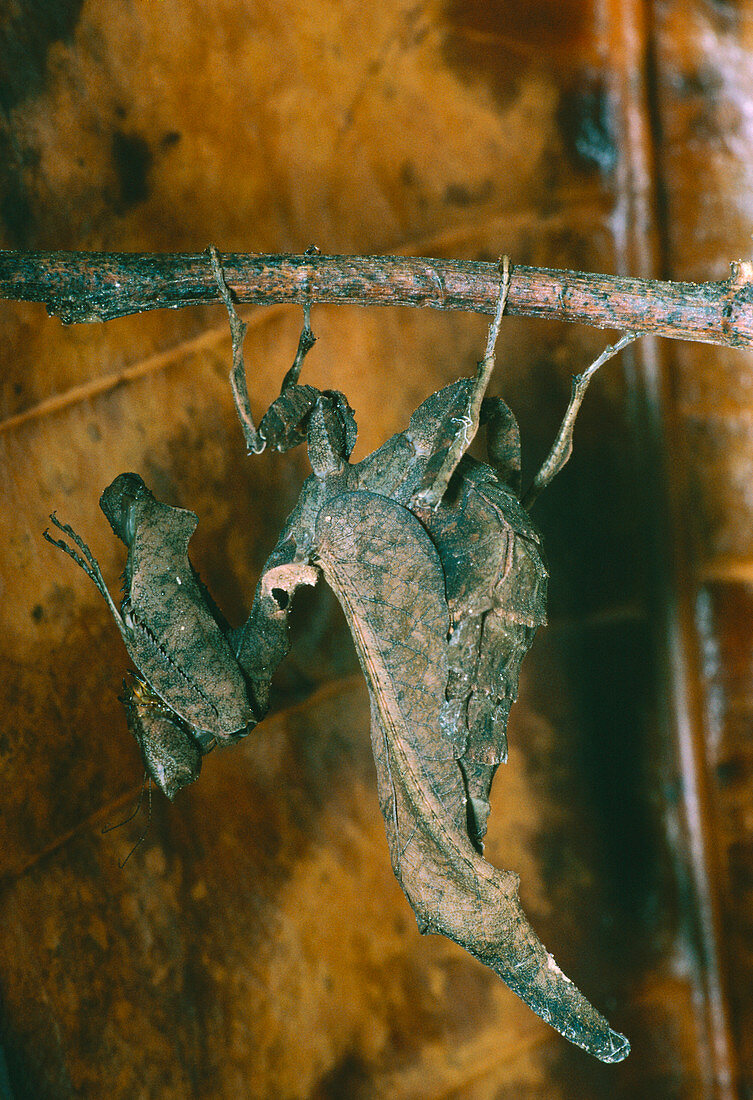 Female dead-leaf mantis