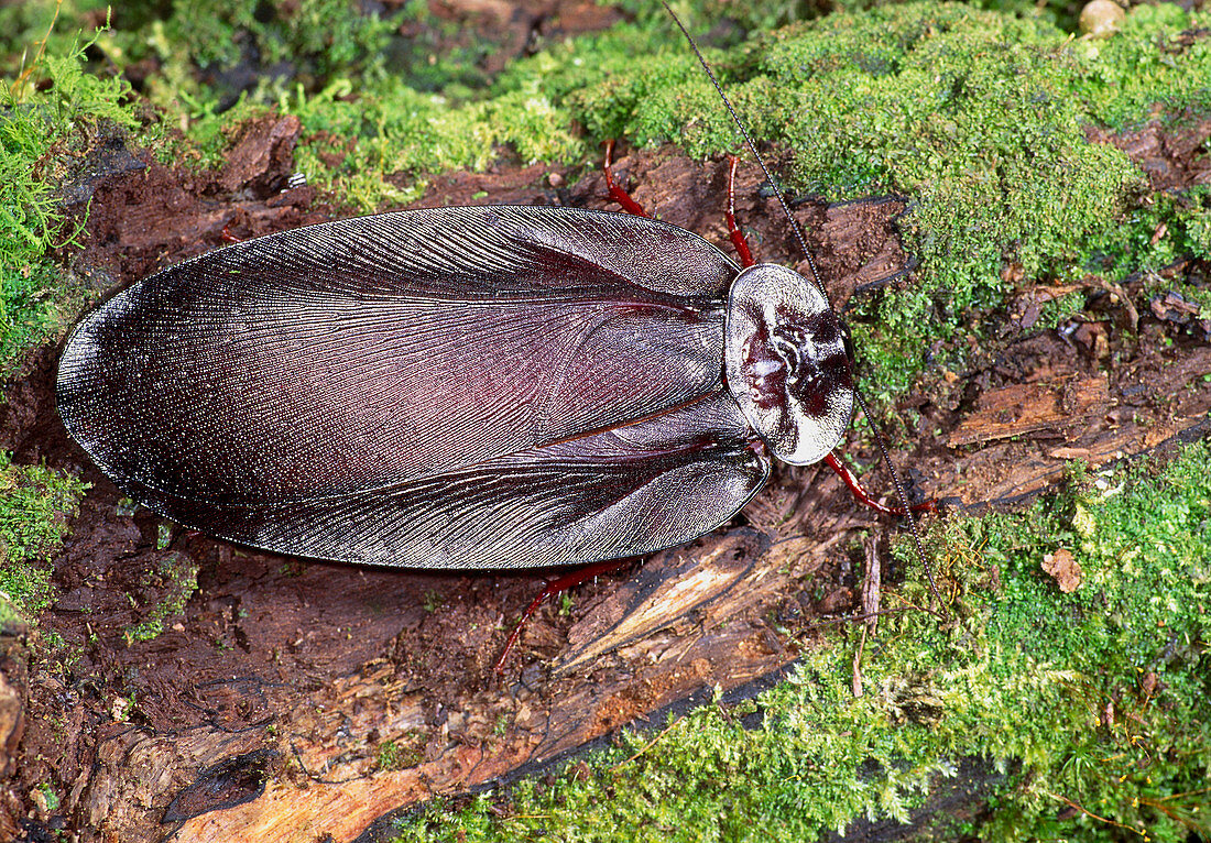 Long-winged cockroach