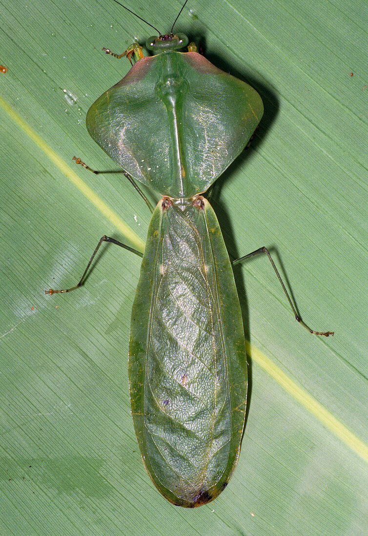 Tropical shield mantis