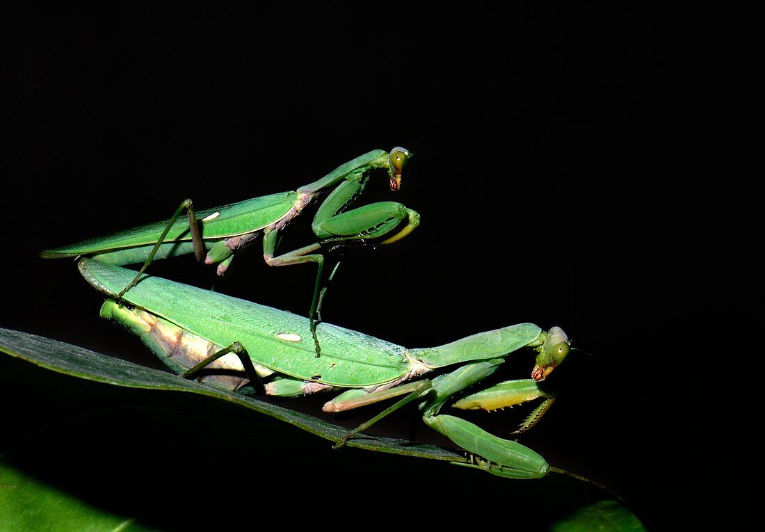 Giant Asian mantises mating