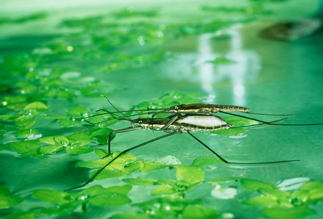 Mating of a pond skater insect