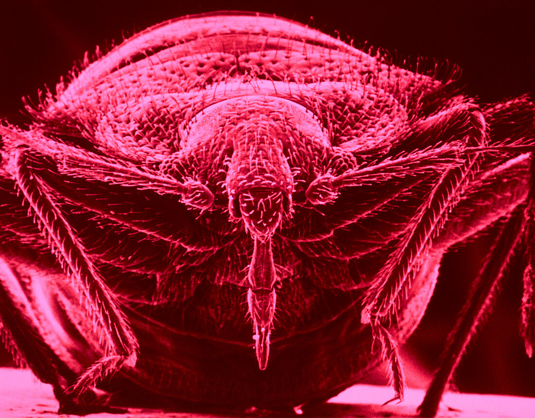 False colour SEM of a bed bug,Cimex sp