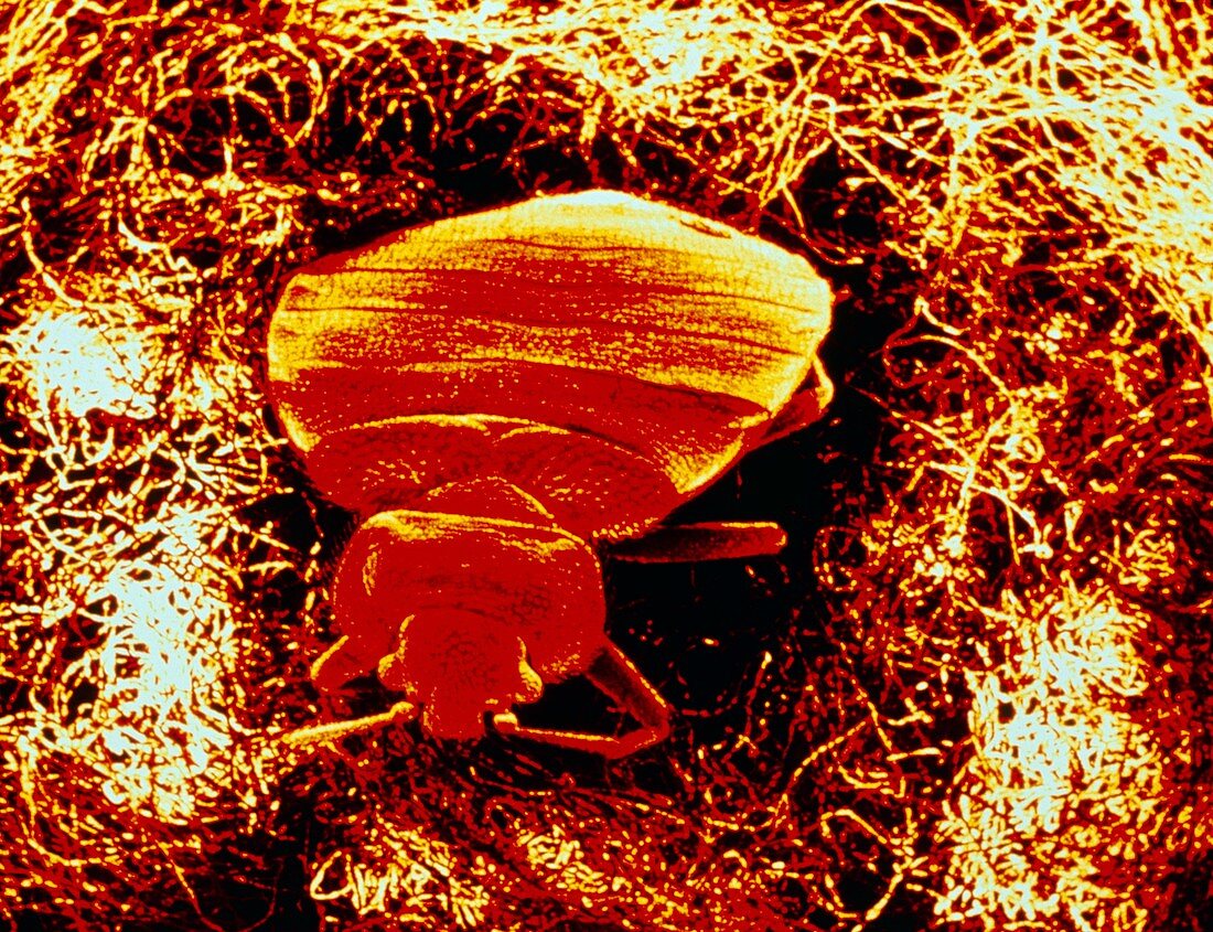 Coloured SEM of bed bug emerging from mattress