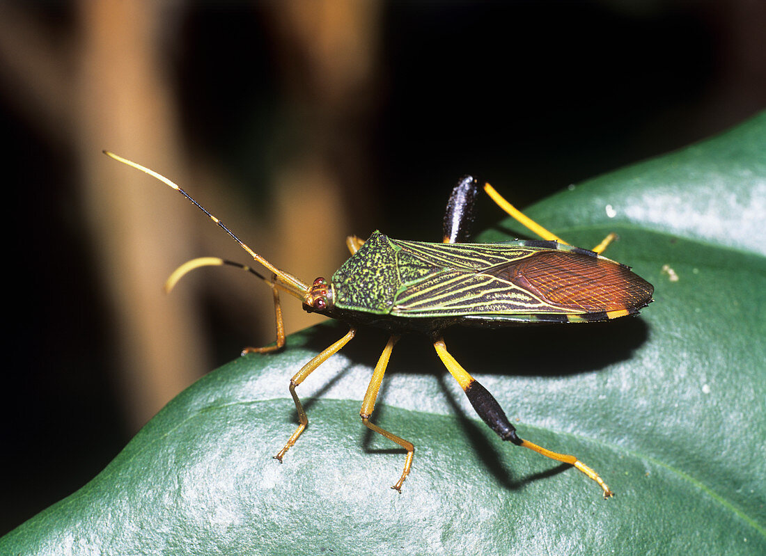 Amazonian heteropteran bug