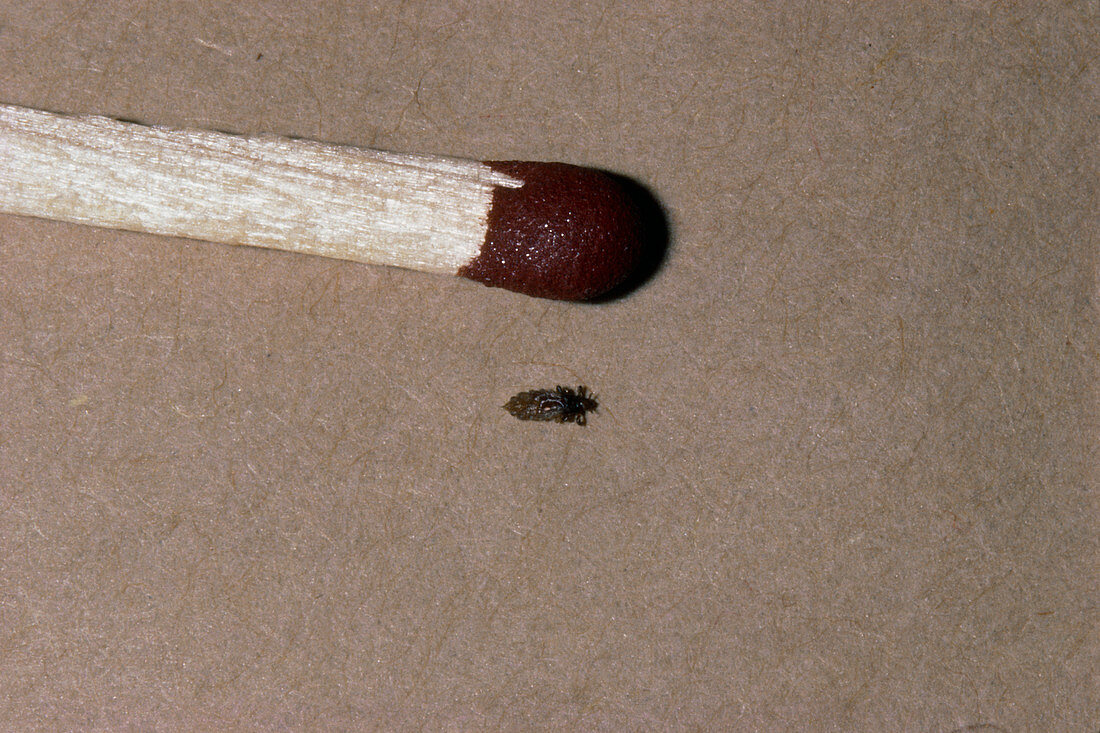 Human head louse,with match head for scale