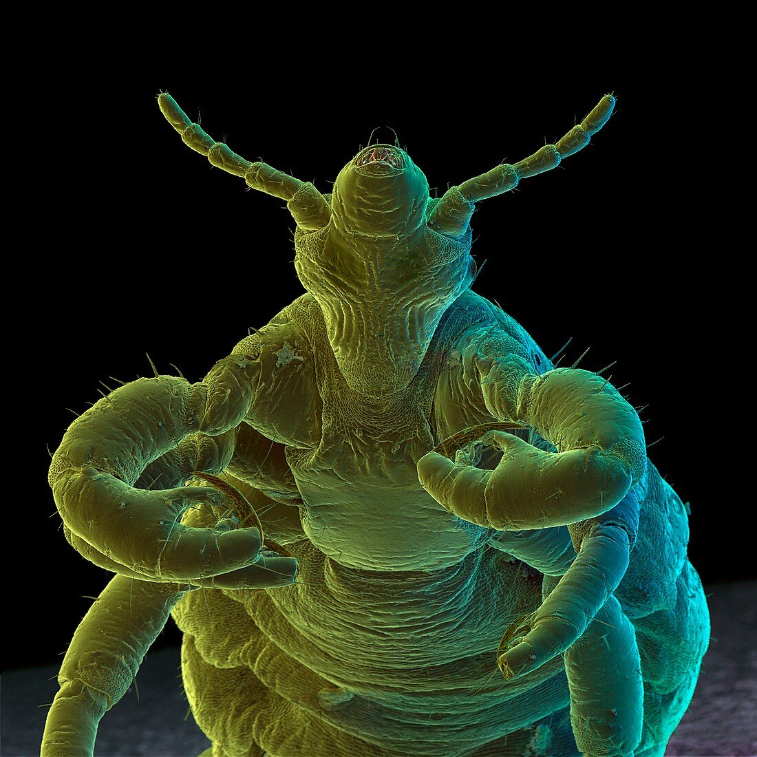 Coloured SEM of a human body louse,Pediculus