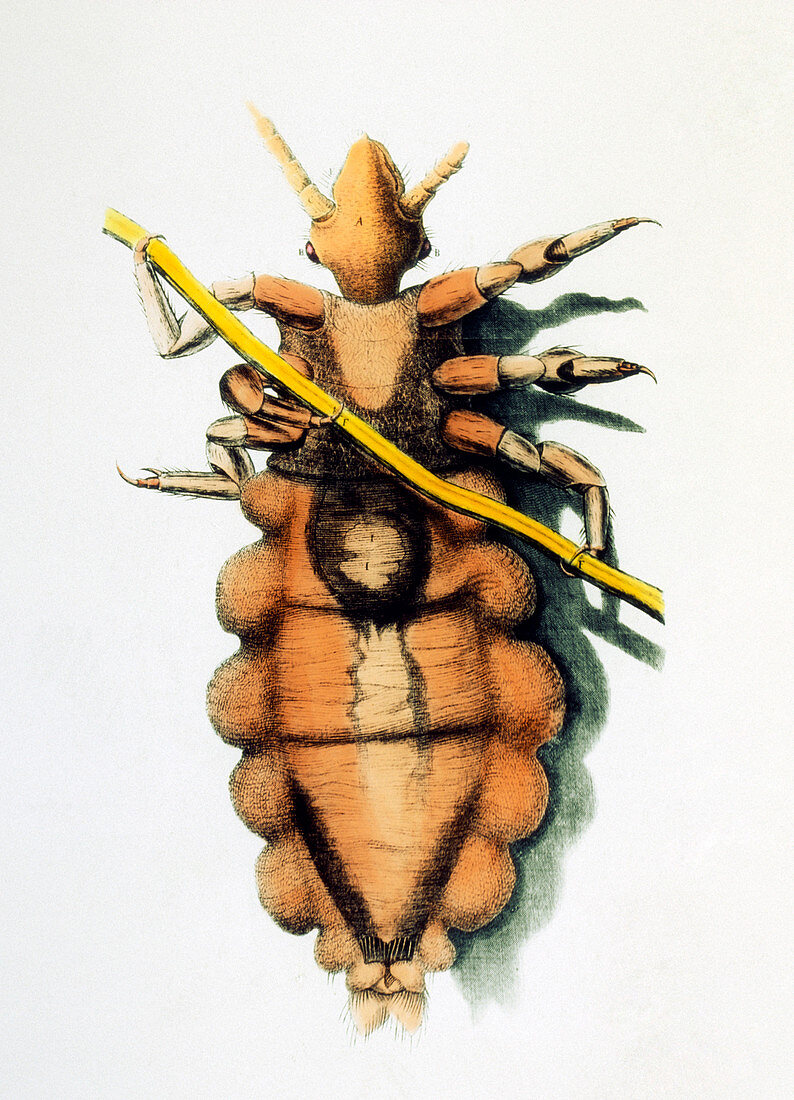 Robert Hooke's drawing of a human louse
