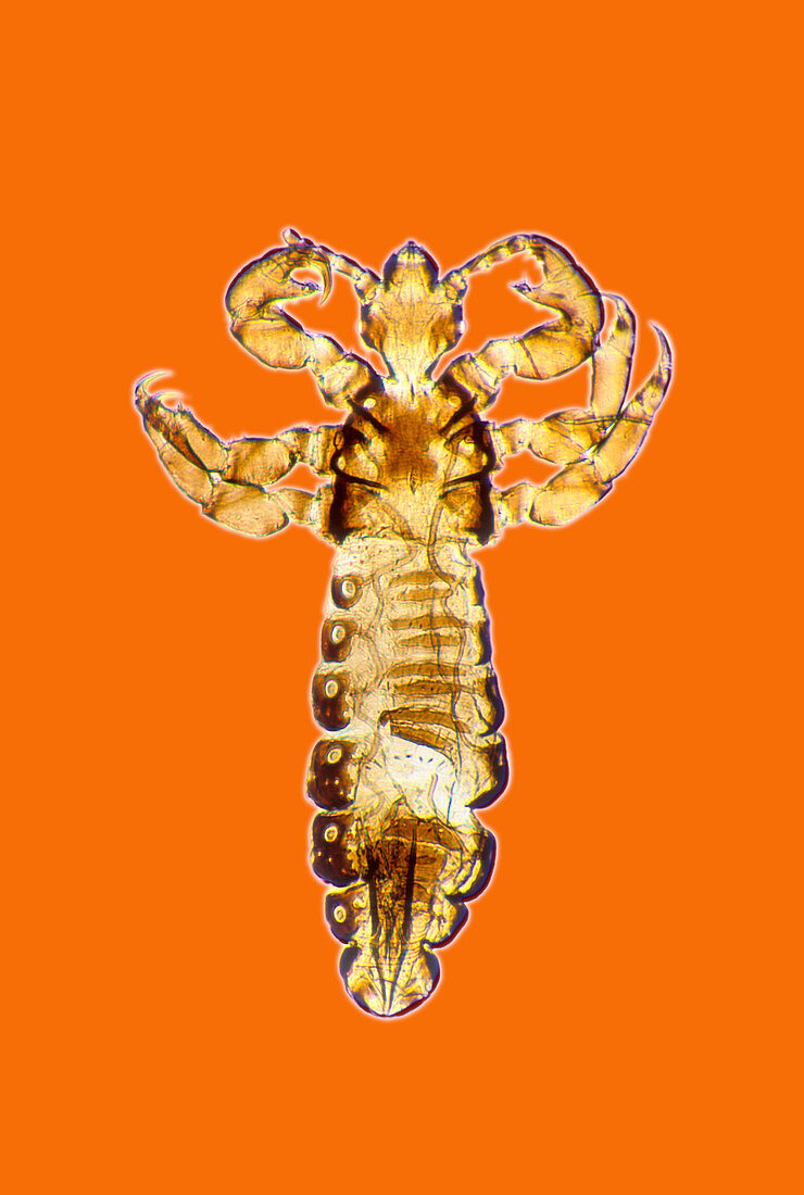 Human body louse