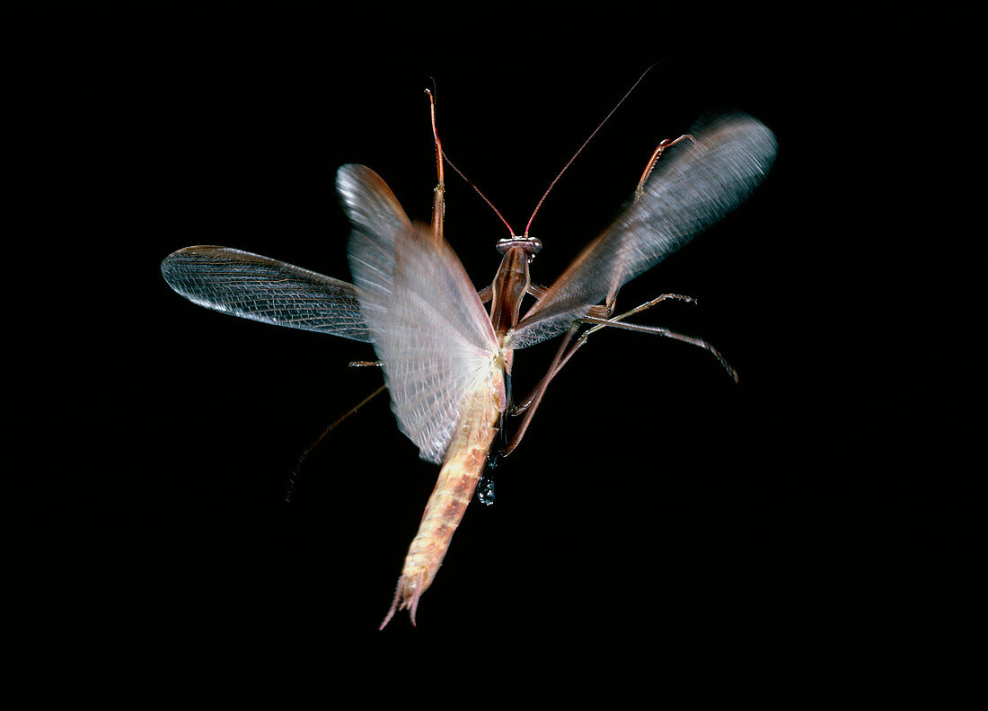 Praying mantis in flight