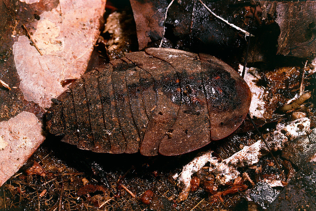 Nymph of the giant cockroach,Blaberus giganteus
