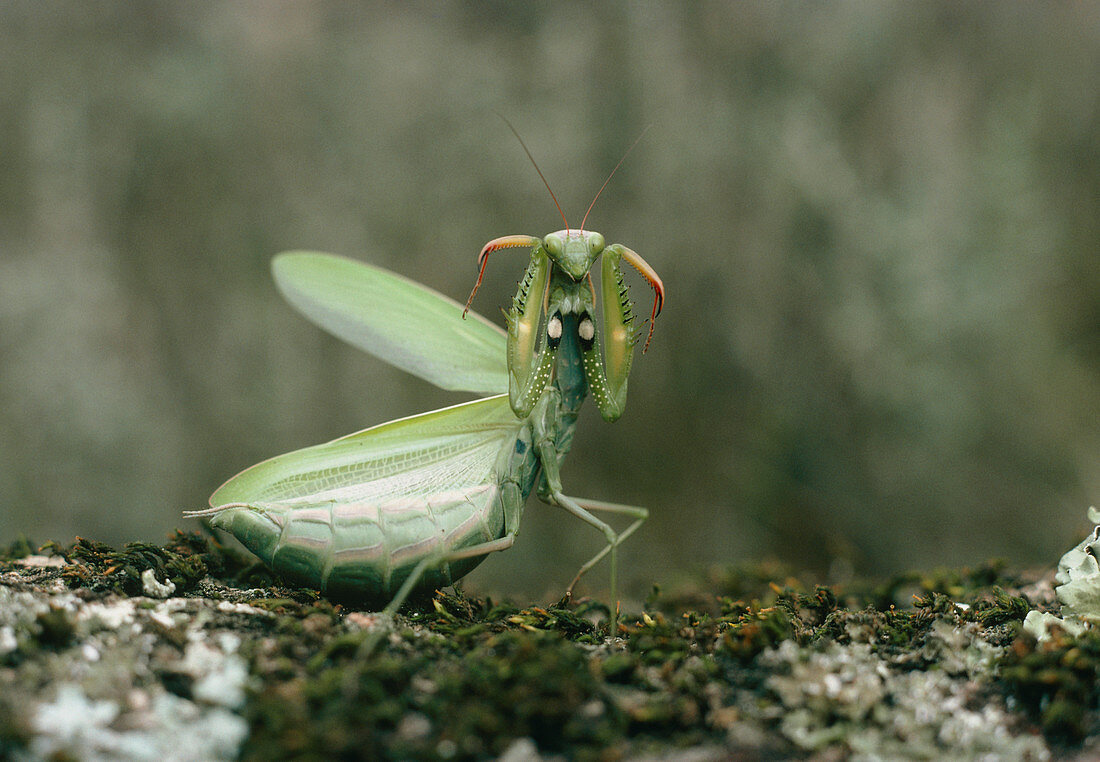 The mantis,Mantis religiosa: intimidation posture