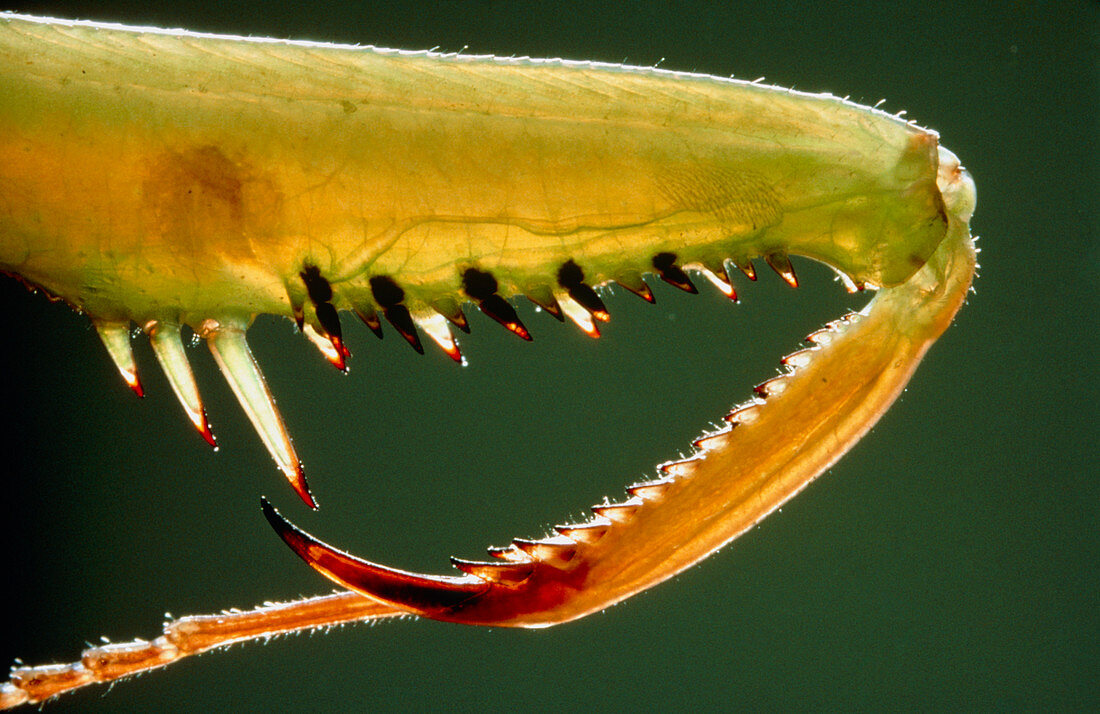 The predatory limb of the Mantis religiosa