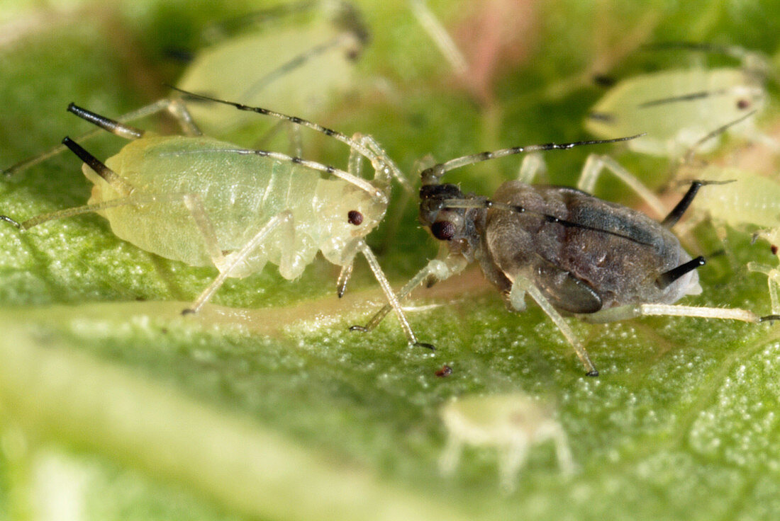 Myzus varians aphids