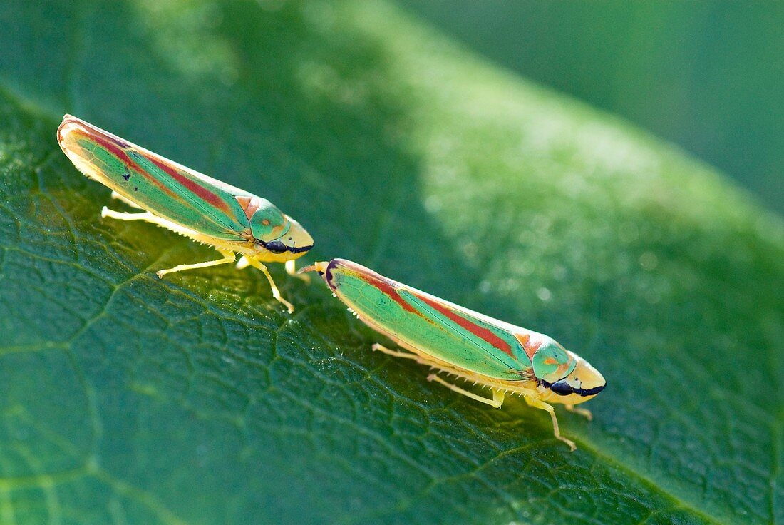 Rhododendron leafhoppers courting