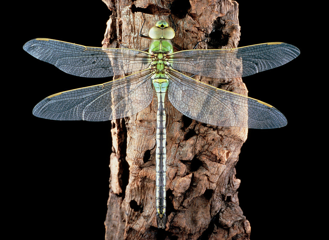 Emperor dragonfly,Anax imperator