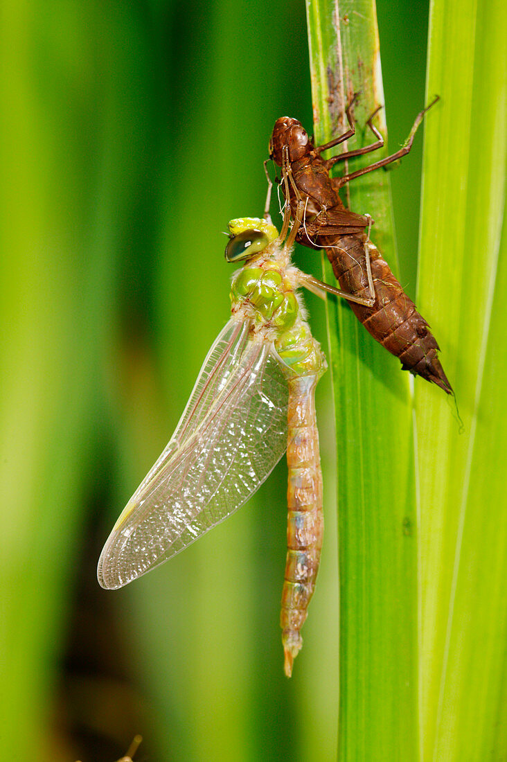 Emperor dragonfly metamorphosis