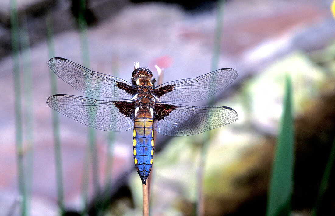 Male broad-bodied chaser