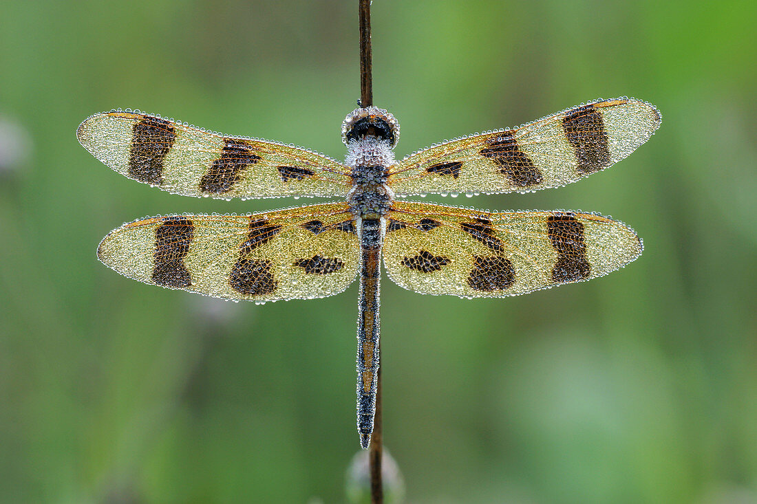 Twelve-spot skimmer dragonfly