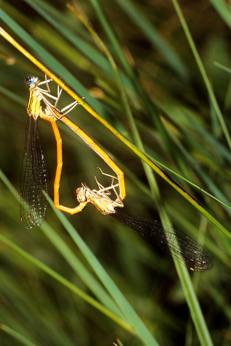 White-legged damselflies mating