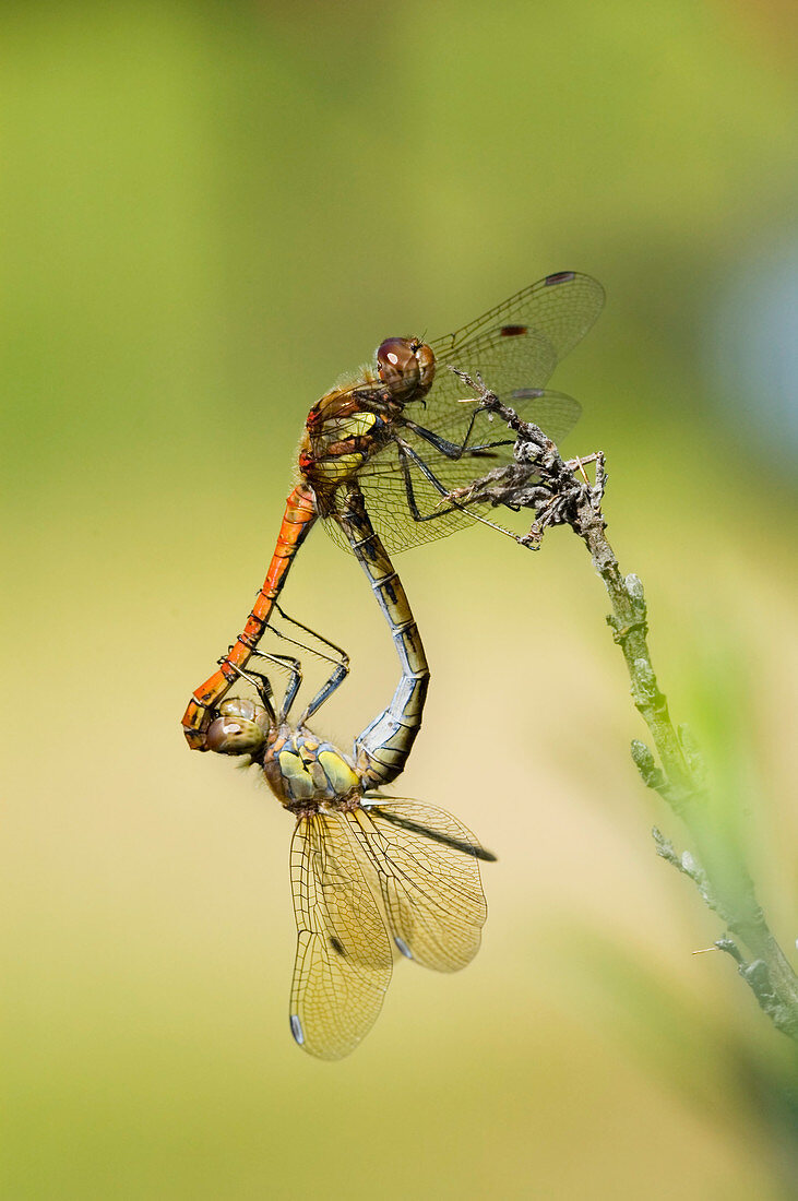 Common darter dragonflies