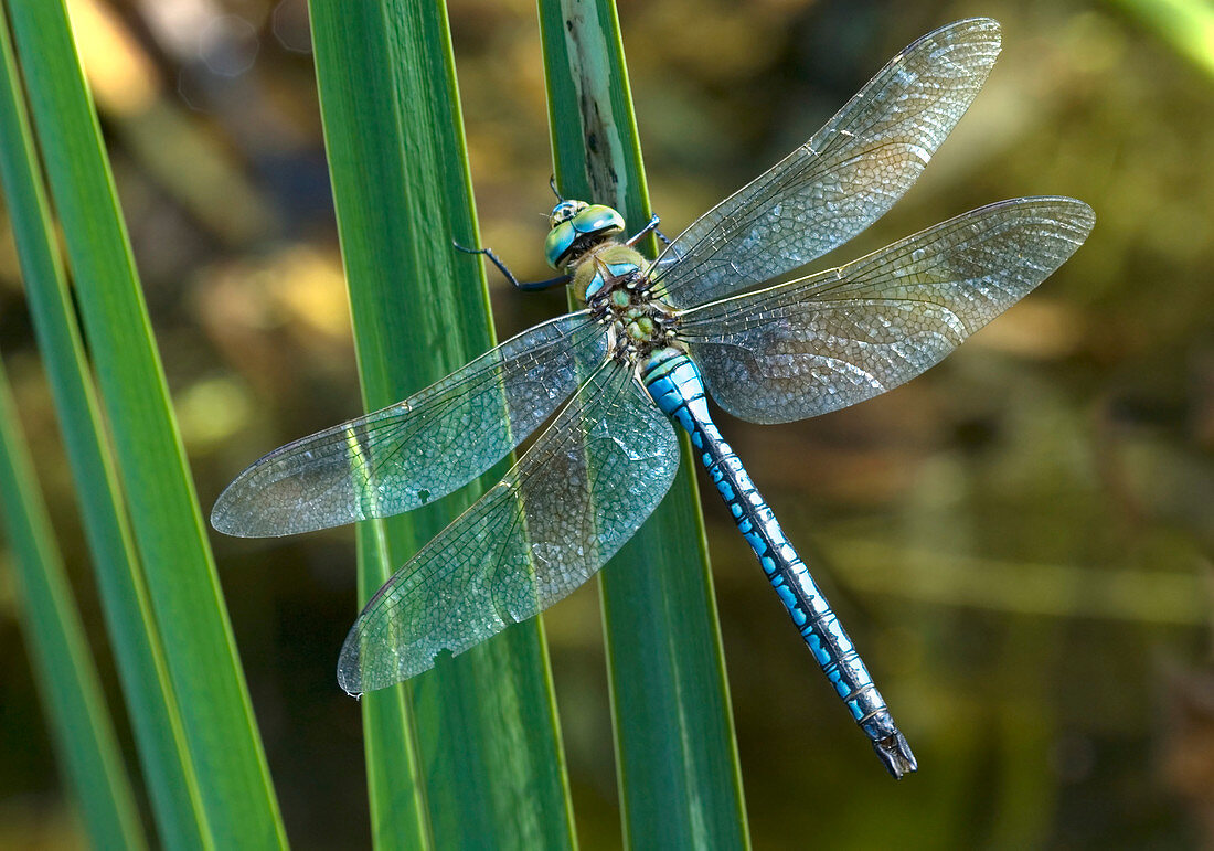 Male emperor dragonfly