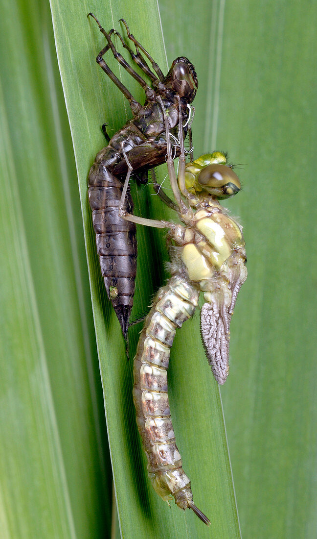 Golden ringed dragonfly metamorphosis
