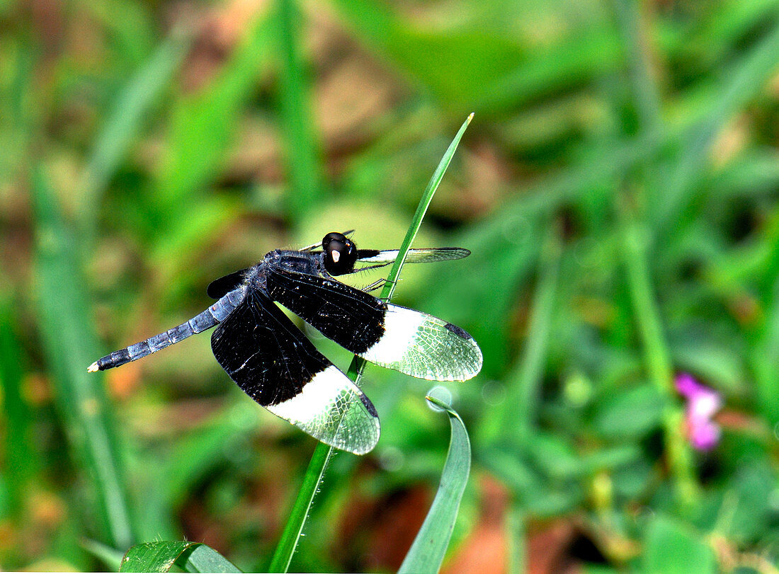 Male pied paddy skimmer dragonfly