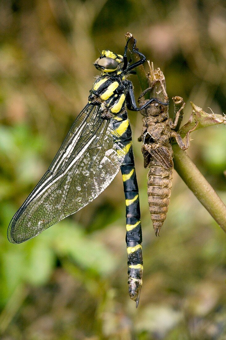 Sombre goldenring dragonfly metamorphosis