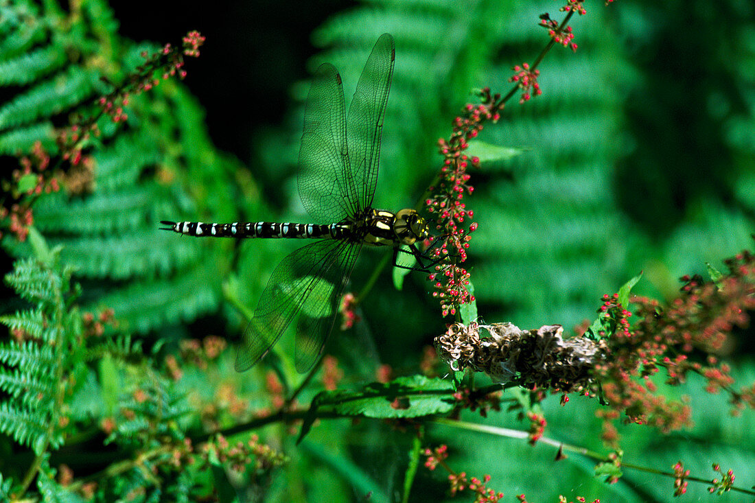 Southern hawker dragonfly