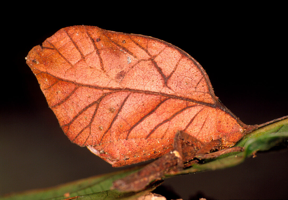Bush cricket mimicking a brown leaf