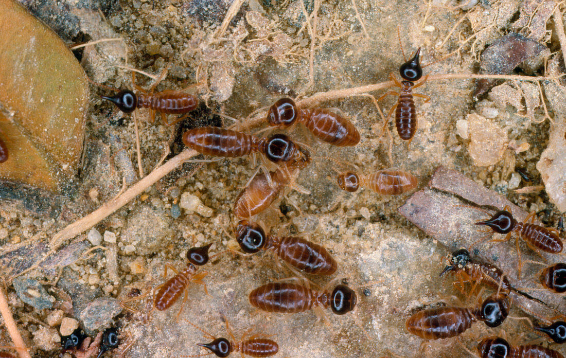 Nasute termites
