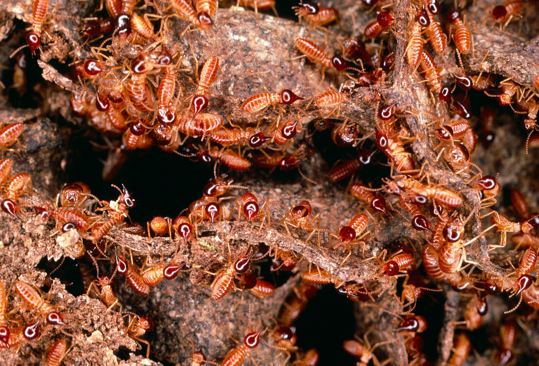 Nasute termites,Ecuador