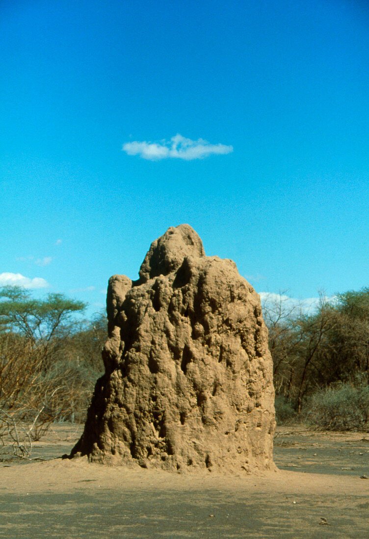 A termite mound located in the Rift Valley,Africa