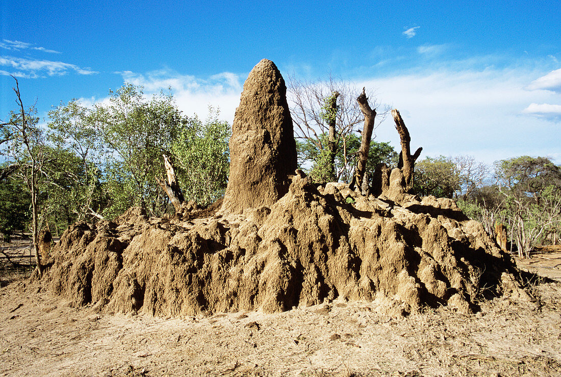 Termite mound