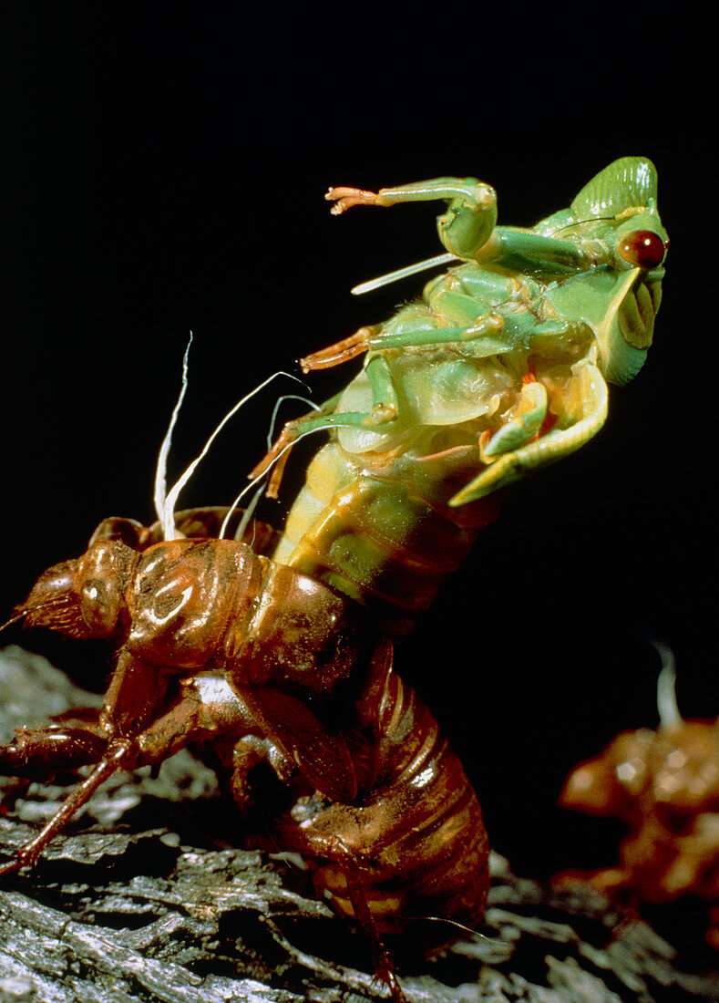 Metamorphosis of the greengrocer cicada